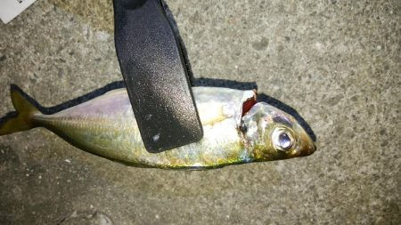 ボトム付近のアジング